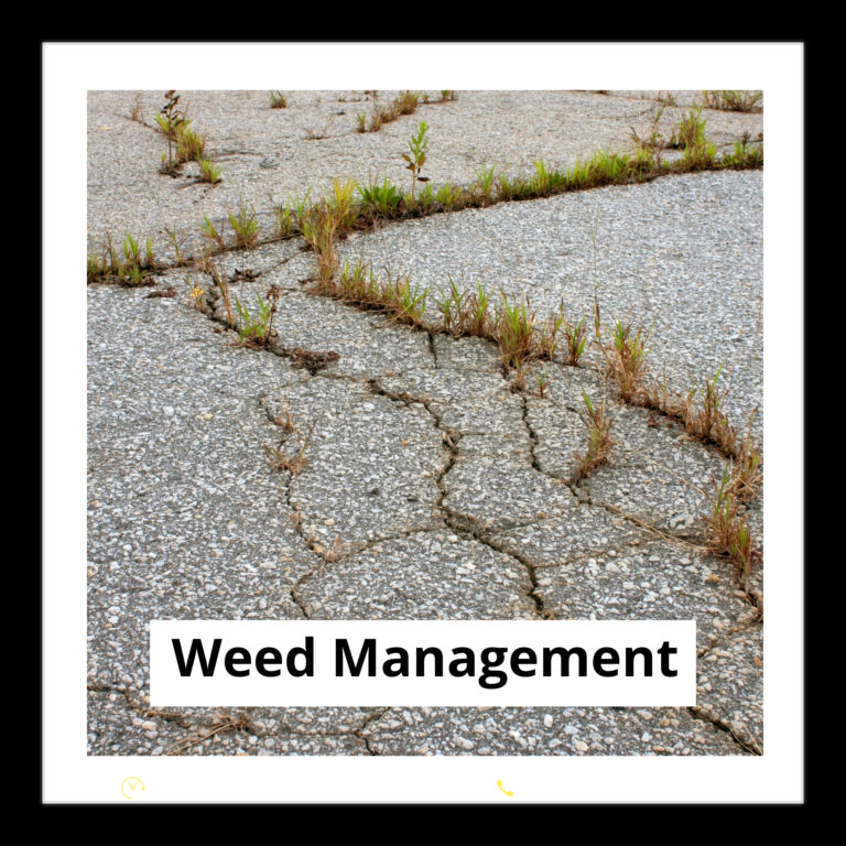 blue mountain Weed Management
